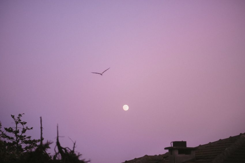 bird flying against a pink sky and full moon