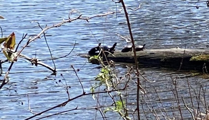 turtles walnut creek